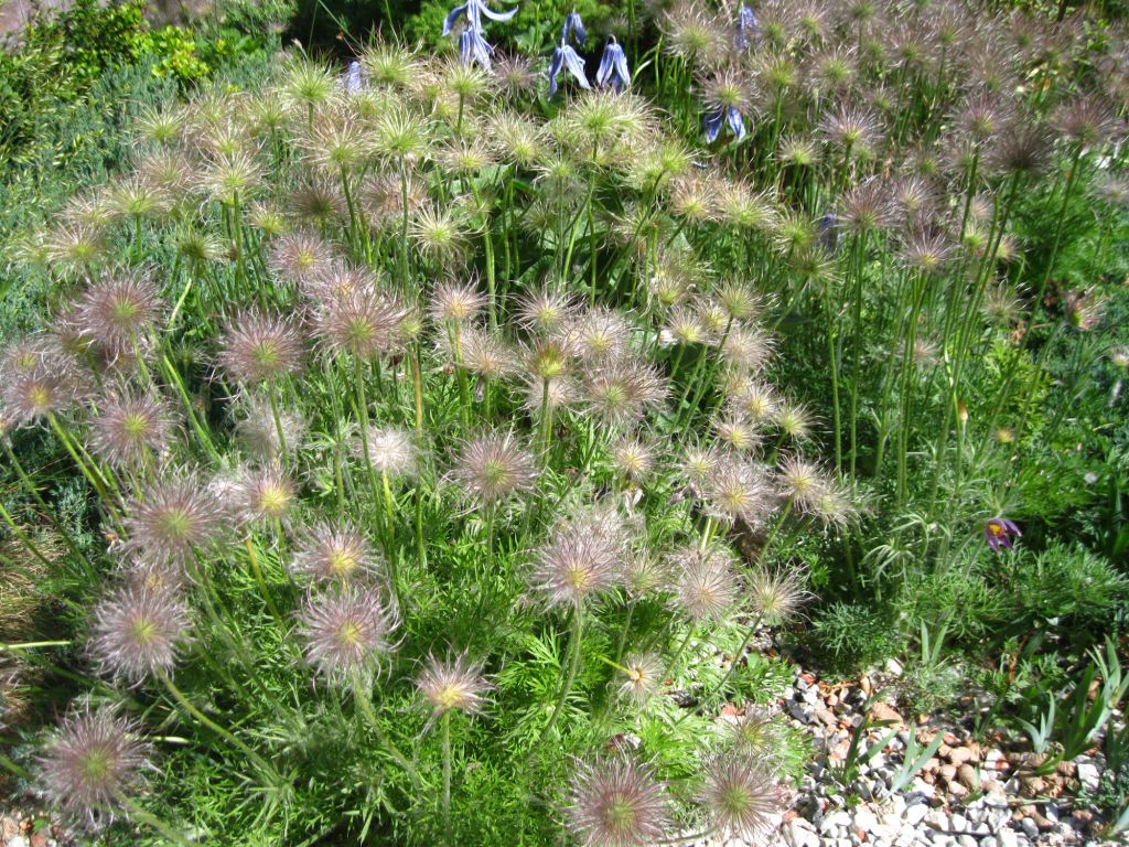 Image of genus Pulsatilla specimen.