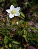 Parnassia palustris