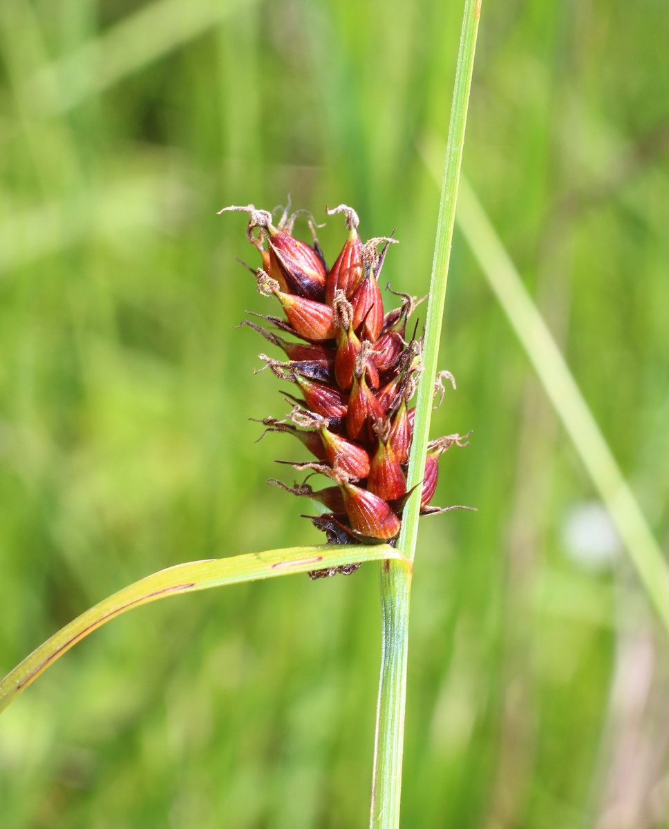 Изображение особи Carex melanostachya.