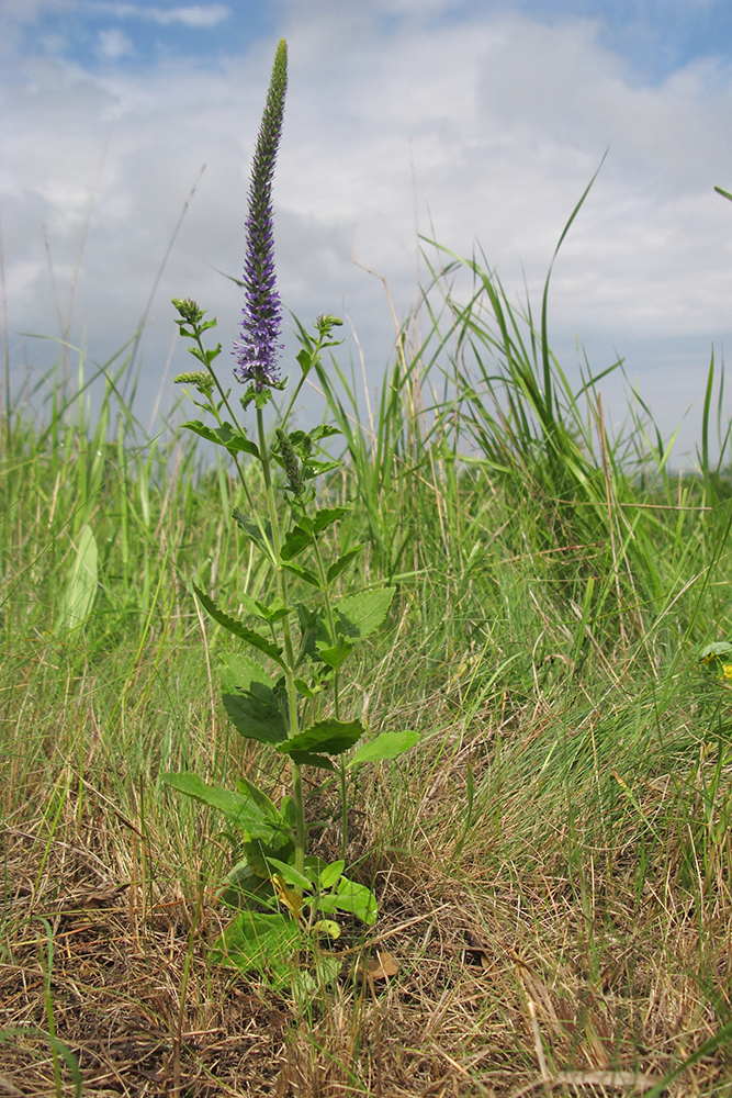 Image of genus Veronica specimen.