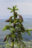 Picea obovata