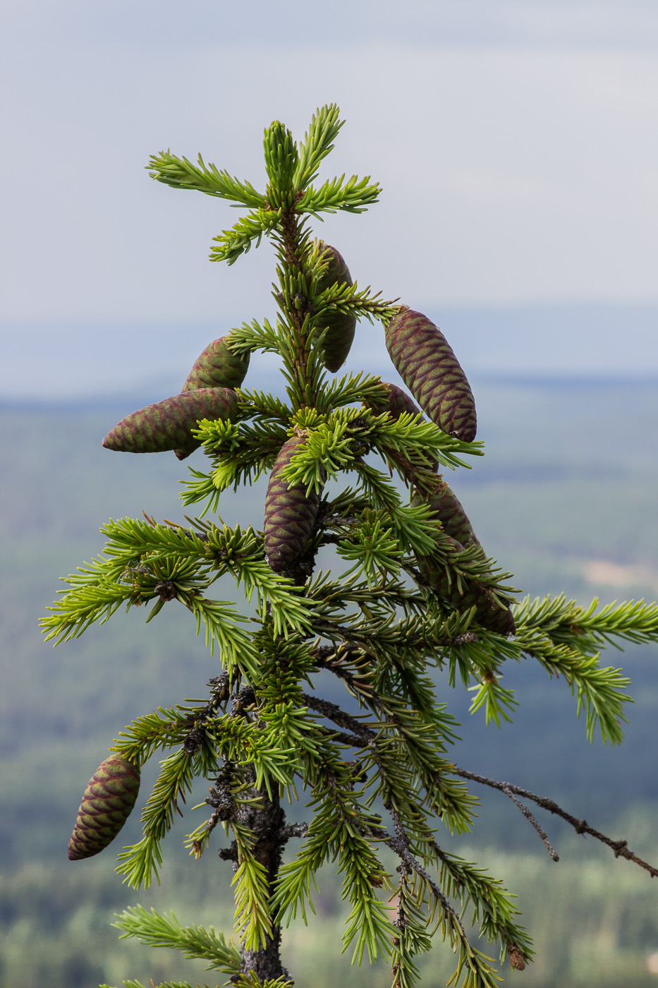 Image of Picea obovata specimen.