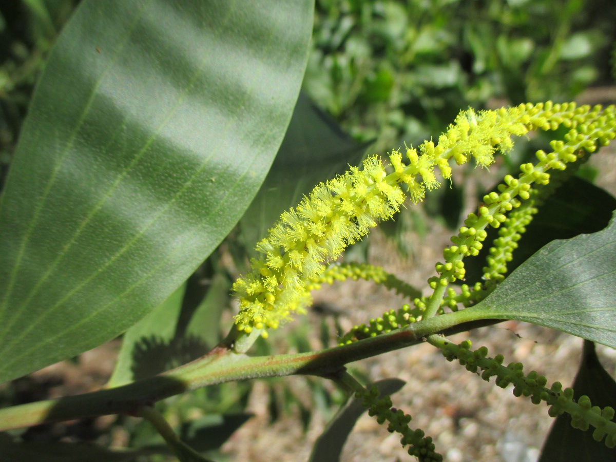 Image of Acacia leiocalyx specimen.