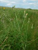 Tragopogon dasyrhynchus