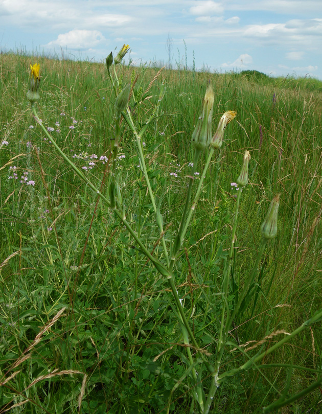 Image of Tragopogon dasyrhynchus specimen.