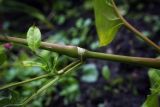 Persicaria orientalis. Средняя часть побега. Пермский край, г. Пермь, Кировский р-н, цветочная клумба у жилого дома, в культуре. 12.09.2017.