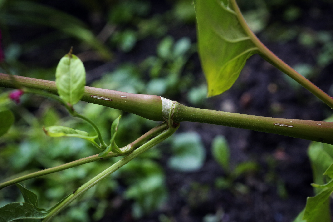 Изображение особи Persicaria orientalis.