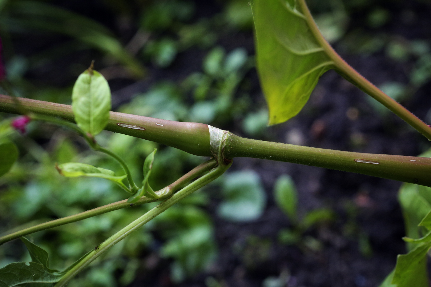 Image of Persicaria orientalis specimen.