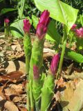 Curcuma longa