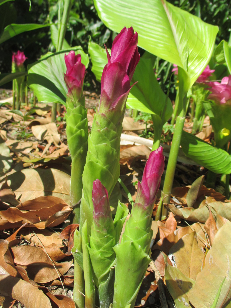 Image of Curcuma longa specimen.