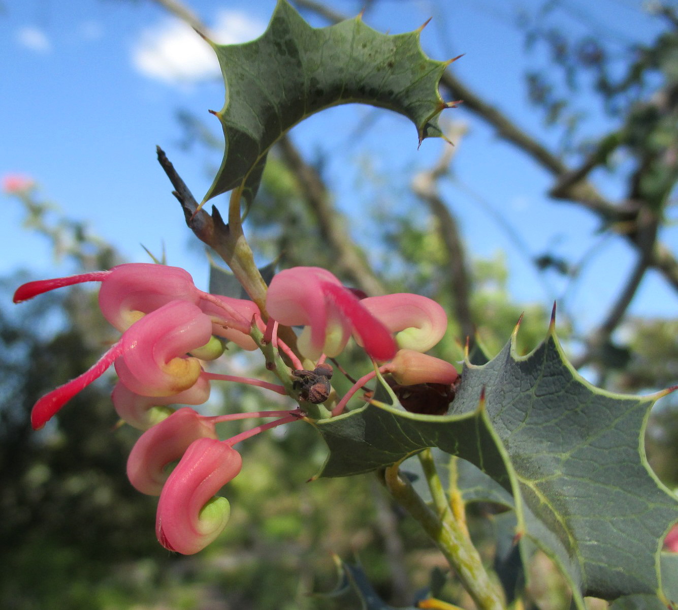 Image of Grevillea insignis specimen.