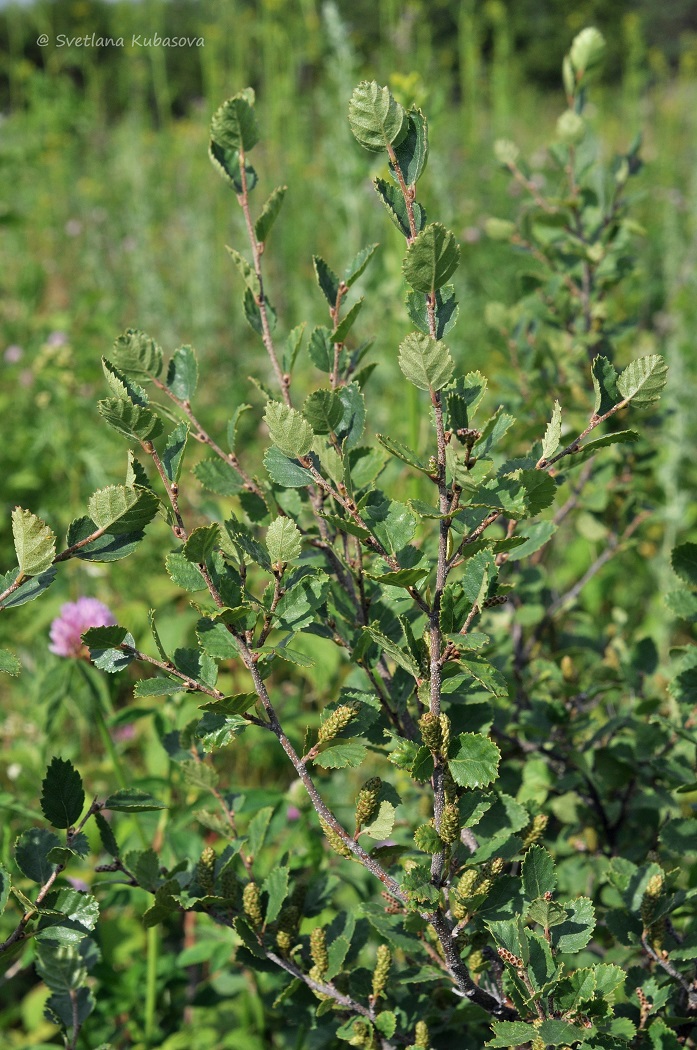 Image of Betula humilis specimen.