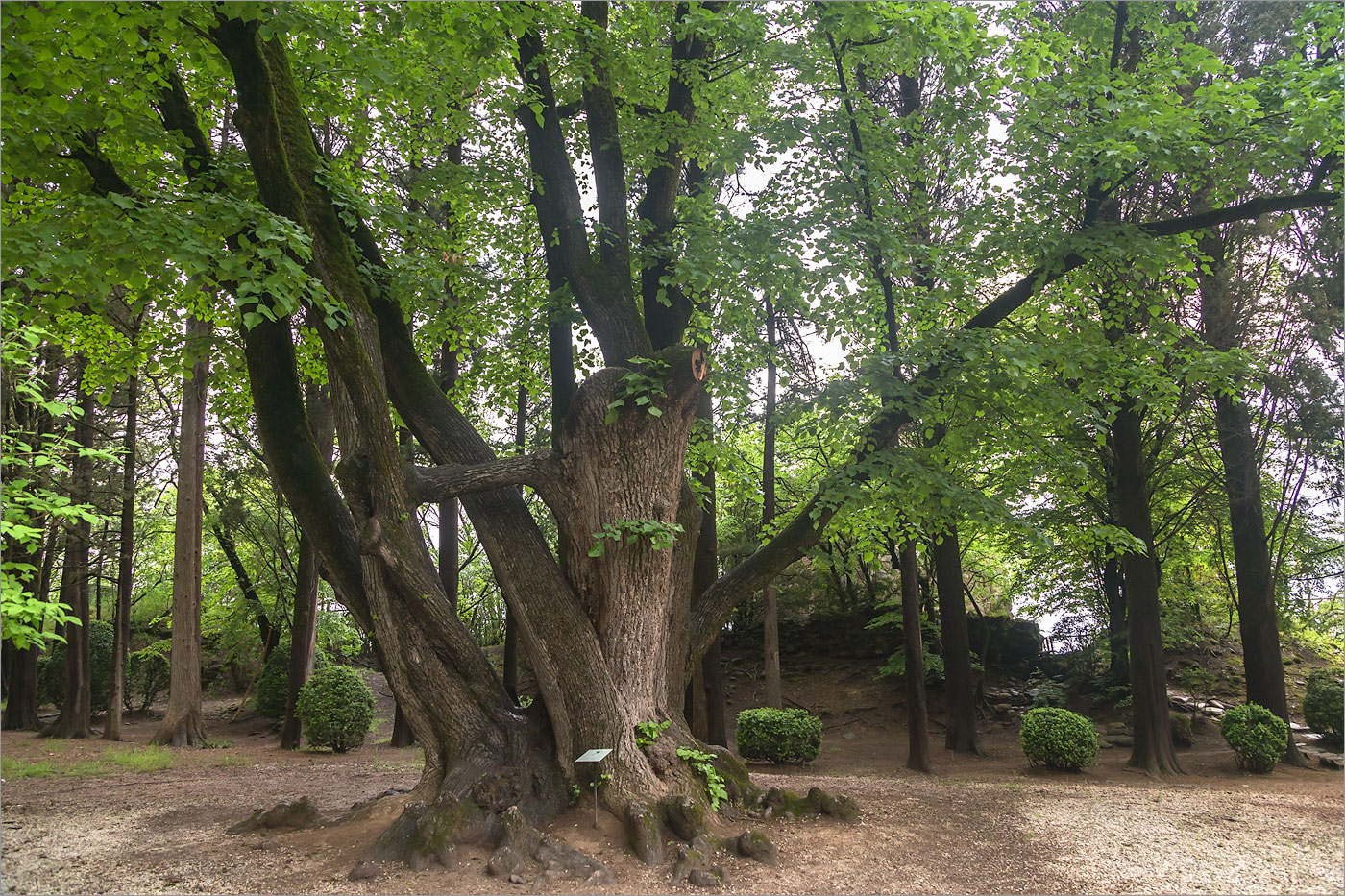 Image of Tilia begoniifolia specimen.