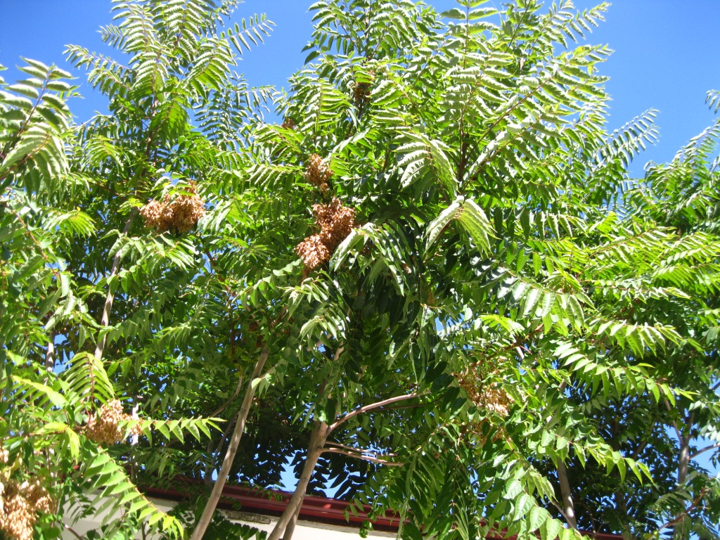 Изображение особи Ailanthus altissima.