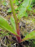 Picris kamtschatica