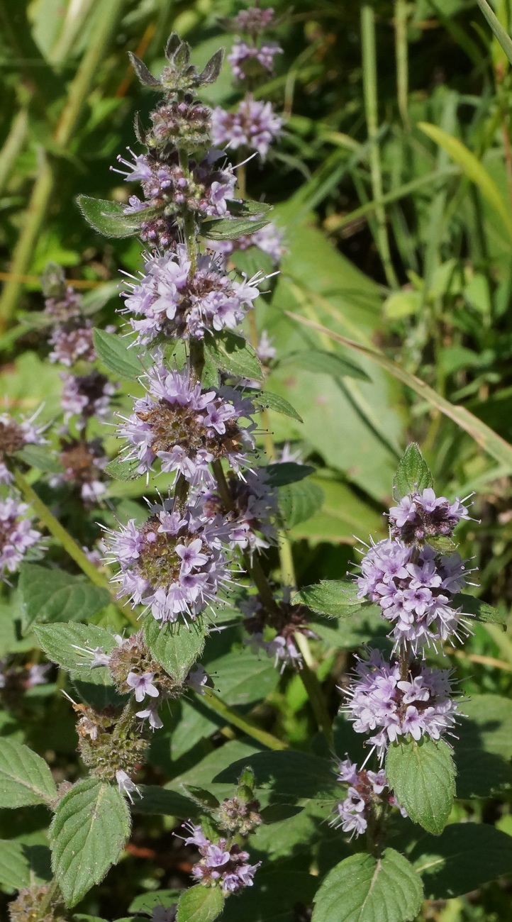 Изображение особи Mentha arvensis.