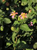 Lantana camara. Верхняя часть побега с соцветиями и созревающими плодами. Краснодарский край, Черноморское побережье Кавказа, м/о город-курорт Сочи, Адлер, ул. Шкиперная, в культуре. 28 октября 2017 г.