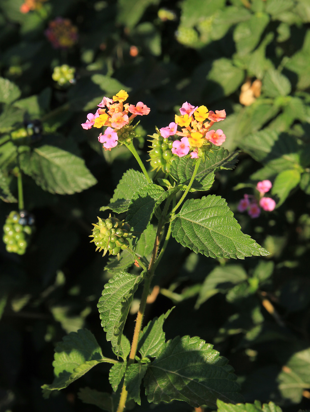 Изображение особи Lantana camara.