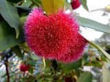 Syzygium wilsonii