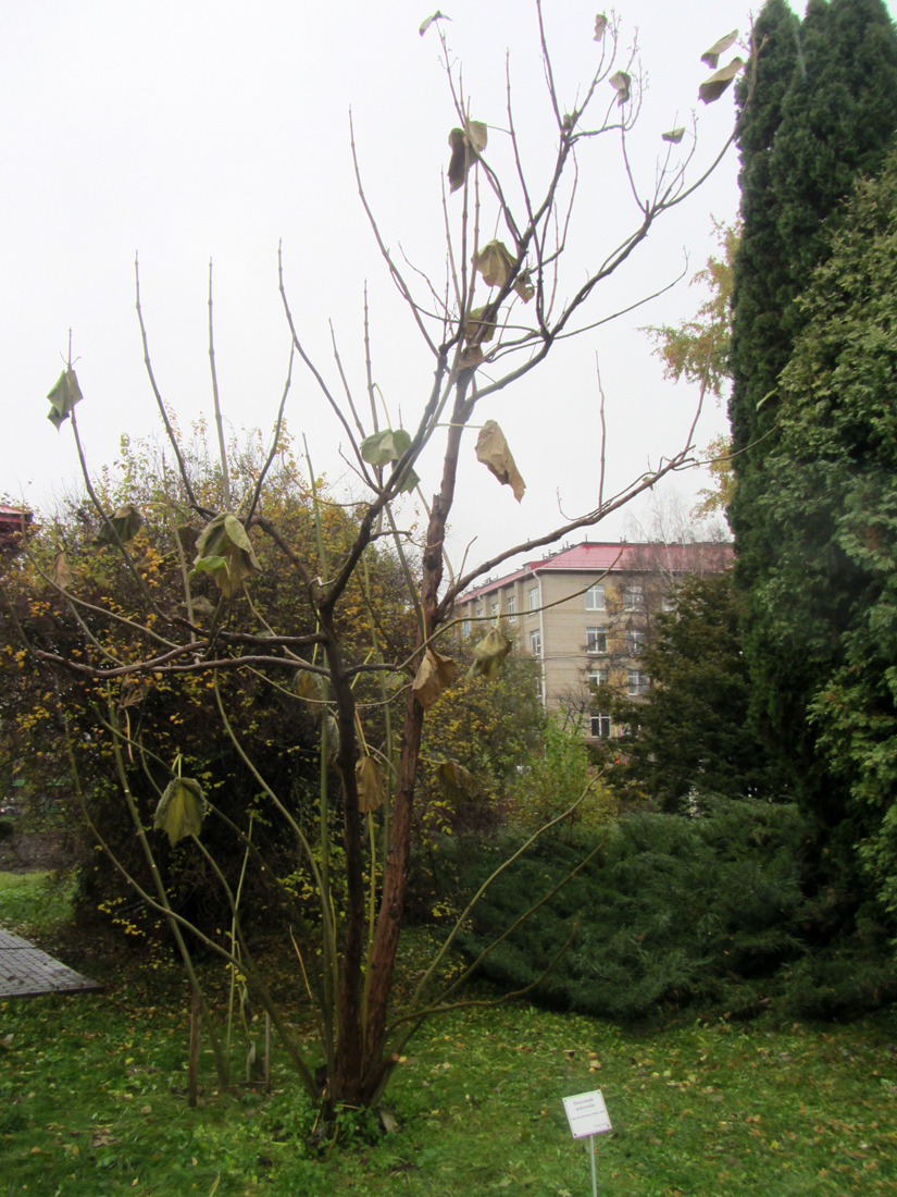 Изображение особи Paulownia tomentosa.