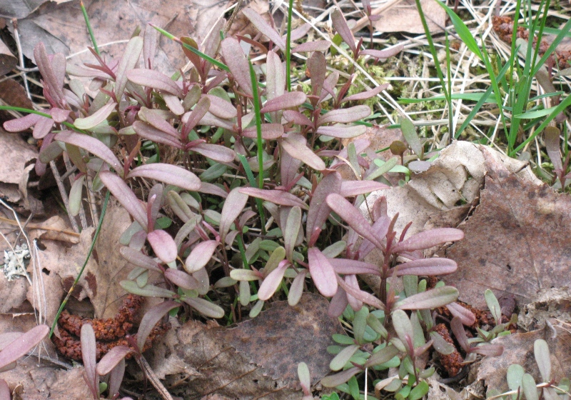 Image of Melampyrum pratense specimen.