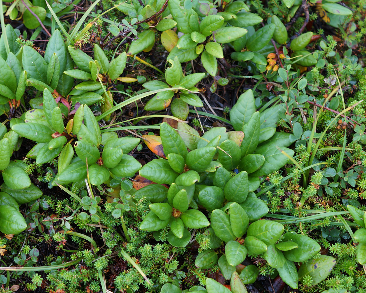 Image of Rhododendron aureum specimen.