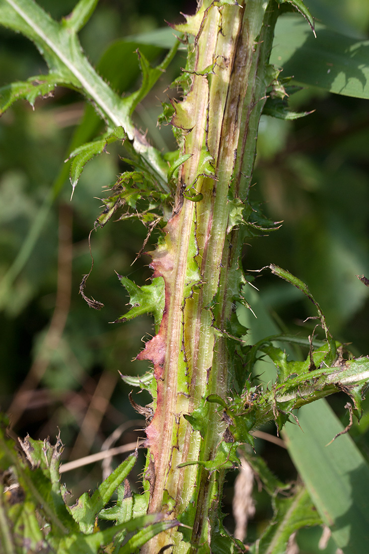 Изображение особи Cirsium palustre.