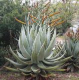 Aloe marlothii