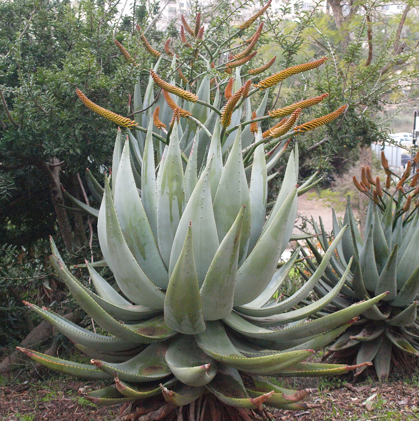 Image of Aloe marlothii specimen.