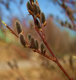 Salix phylicifolia. Ветвь мужского растения с распускающимися соцветиями. Мурманская обл., Североморский р-н, окр. пос. Росляково. 16.05.2010.