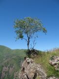 Celtis caucasica