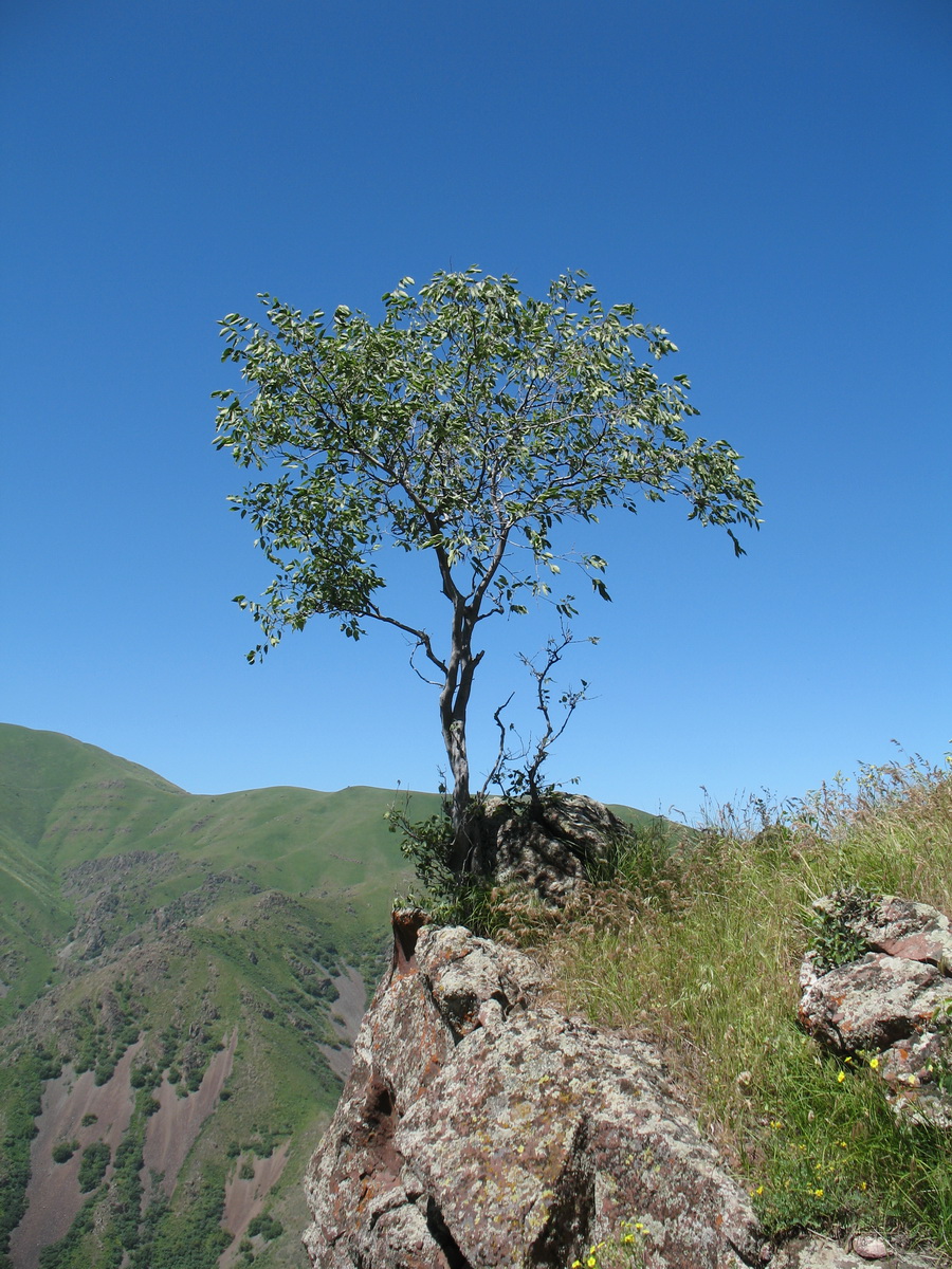 Image of Celtis caucasica specimen.