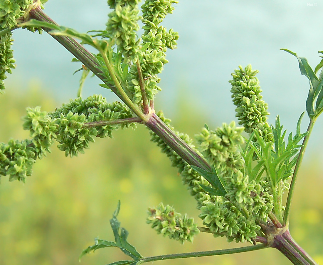 Image of Urtica cannabina specimen.