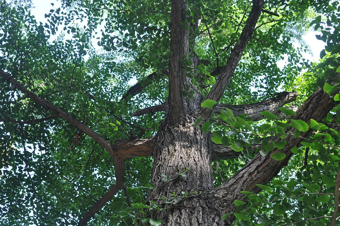 Image of Ginkgo biloba specimen.