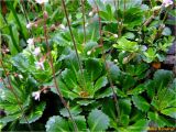 Saxifraga × urbium. Цветущие растения. Украина, Ивано-Франковская обл., Болеховский горсовет, Поляницкий сельсовет, Поляницкий региональный ландшафтный парк, урочище Выдрына, буковый лес, тур. комплекс \"Скала\", в культуре. 18.05.2018.