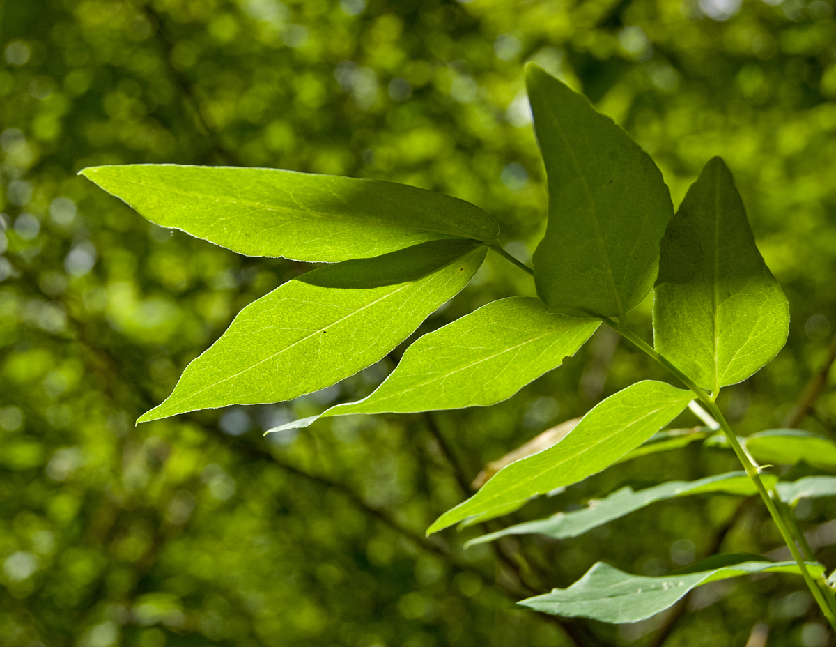 Image of Lathyrus gmelinii specimen.