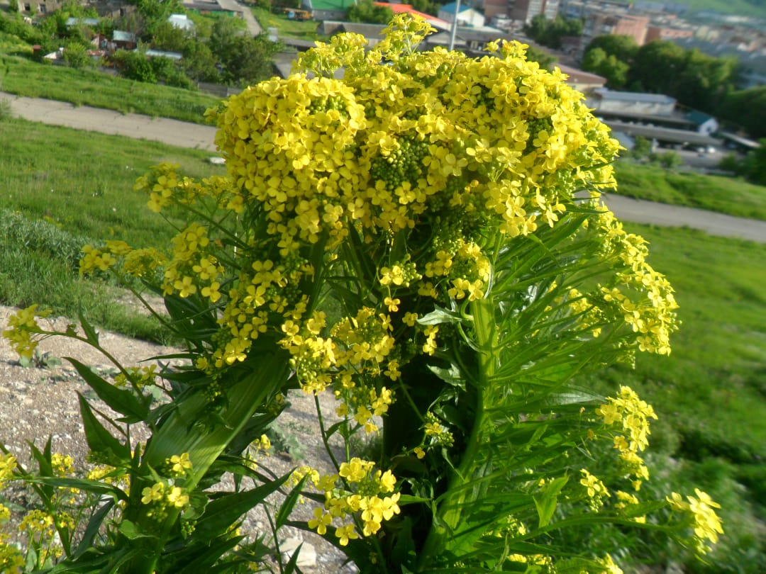 Image of Bunias orientalis specimen.