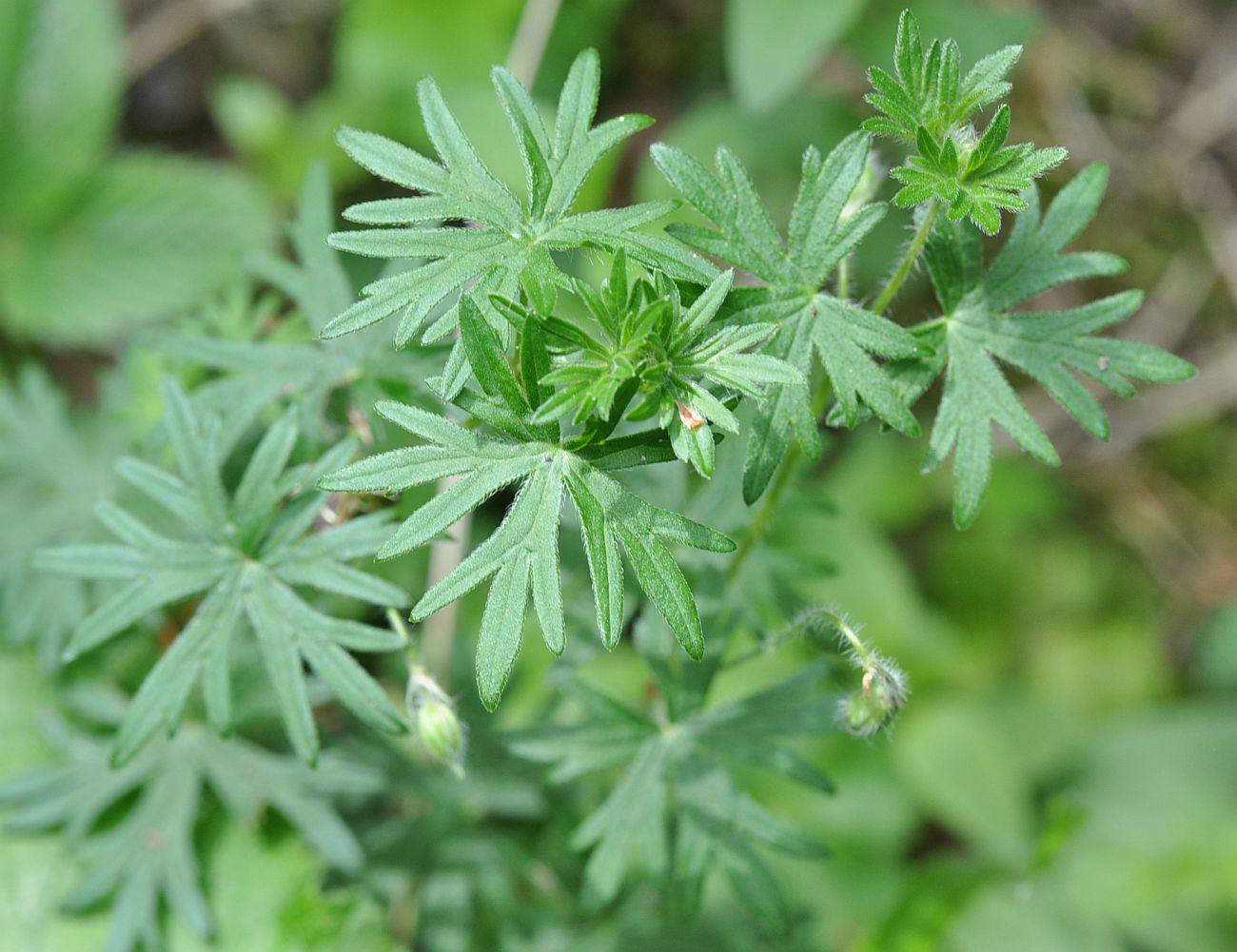 Изображение особи Geranium sanguineum.