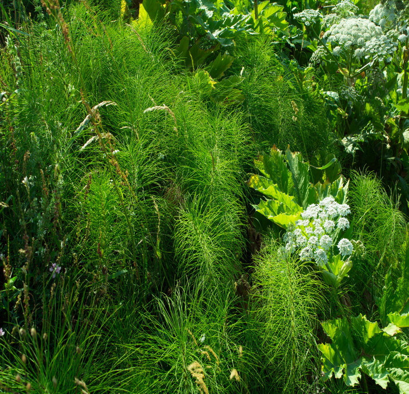 Image of Equisetum telmateia specimen.