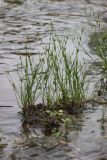 Juncus bufonius. Плодоносящие растения. Свердловская обл., окр. г. Заречный, урочище Черемшанское болото, под ВЛЭП у ручья, впадающего в р. Камышенка. 08.07.2018.