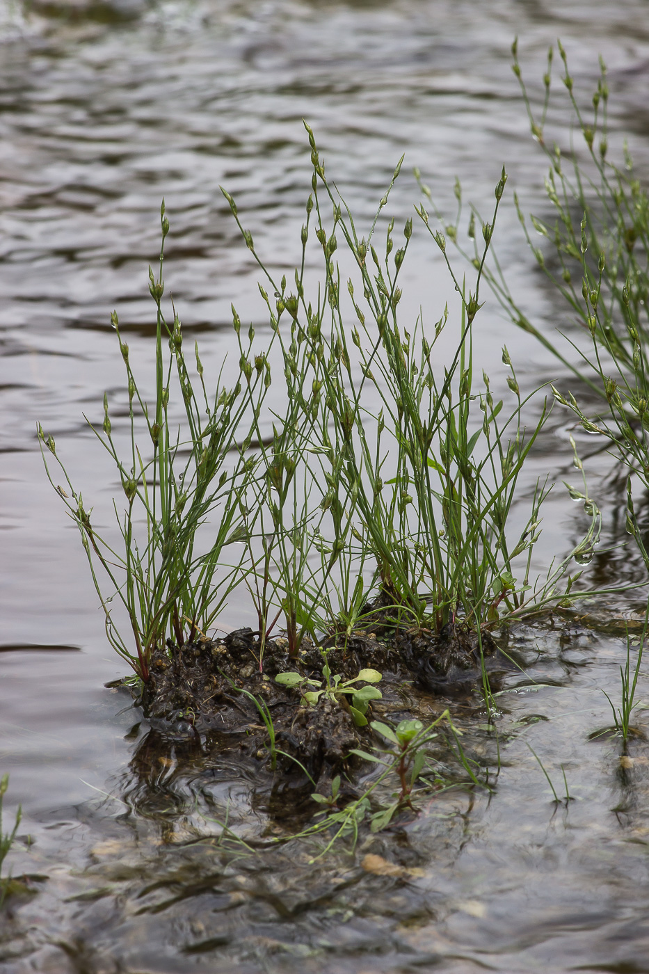 Изображение особи Juncus bufonius.