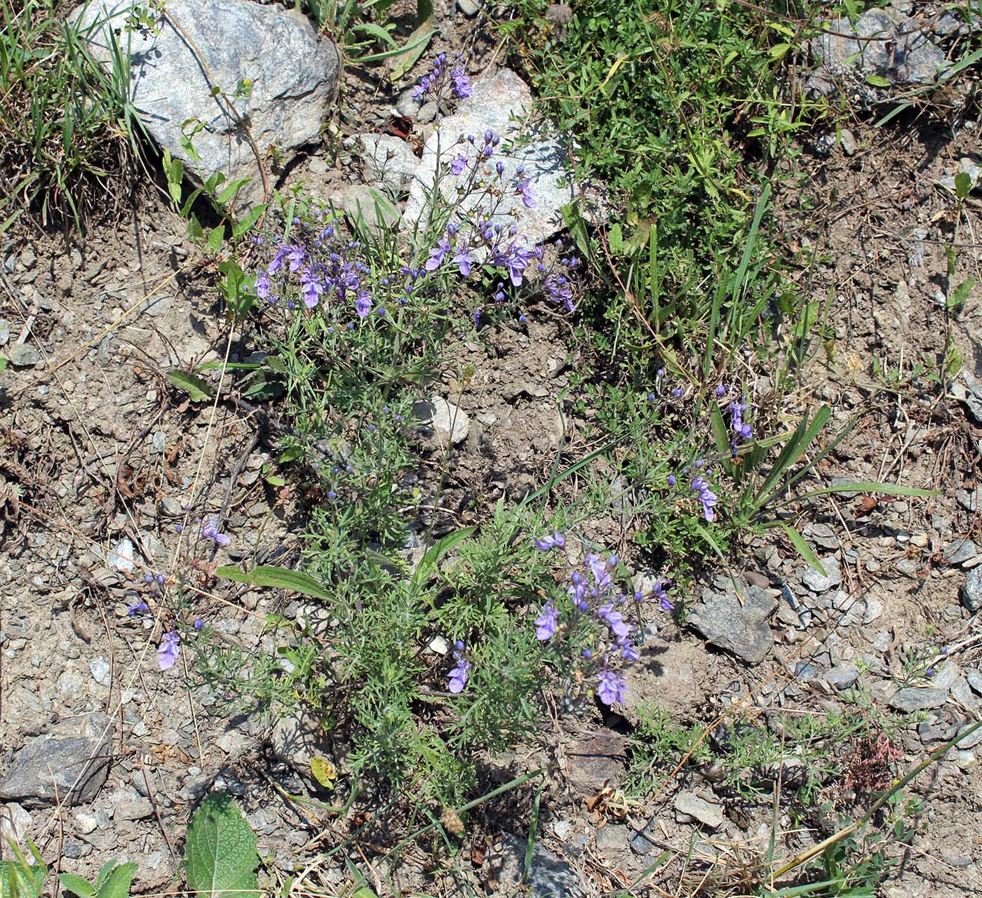 Изображение особи Teucrium orientale.