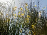 Spartium junceum