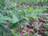 Polygonatum multiflorum