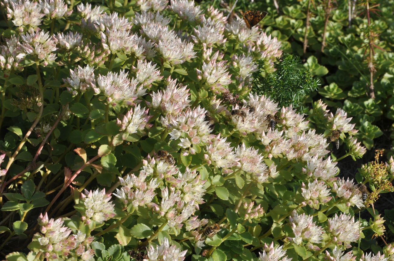 Image of Sedum oppositifolium specimen.