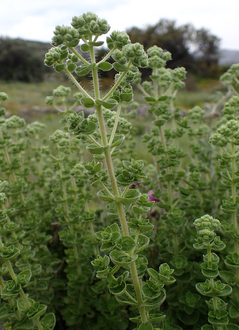 Изображение особи Origanum onites.