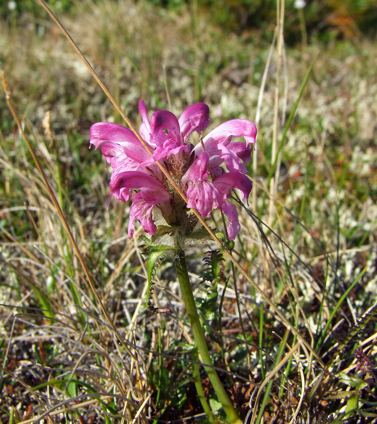 Изображение особи Pedicularis interioroides.