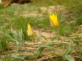 Tulipa altaica