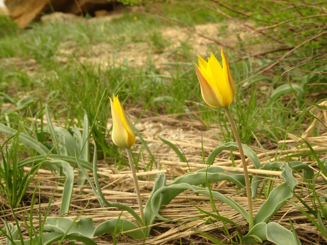 Изображение особи Tulipa altaica.