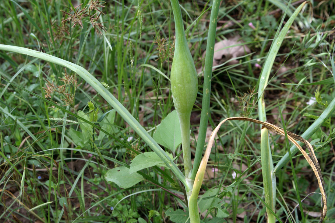 Изображение особи Allium oschaninii.